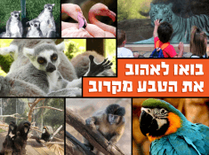 גן החיות ראשי
