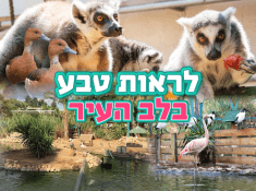 ראשי
