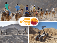 חוות הגמלים ראשי