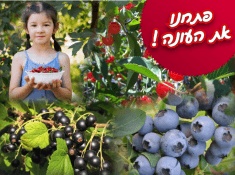 פתיחת עונה קטיף אודם