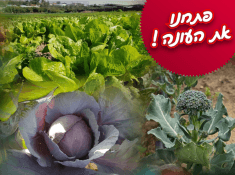 פתיחת עונה