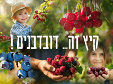 קטיף דובדבנים באלרום 2026