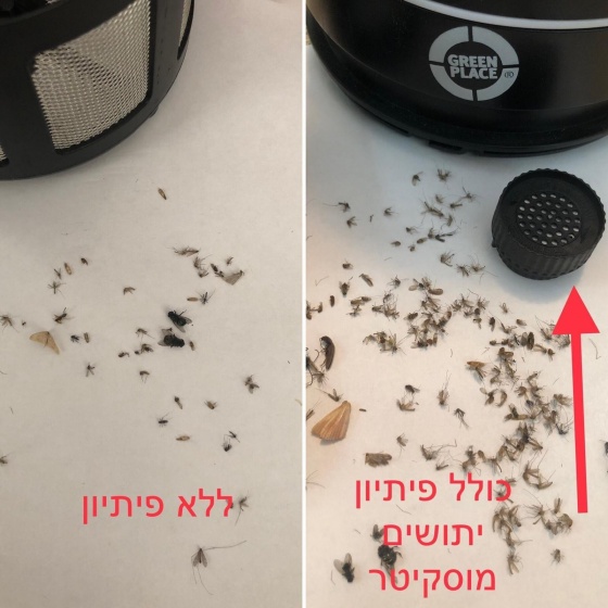 קטלן