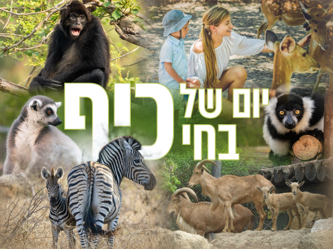 חי כיף תמונה ראשית